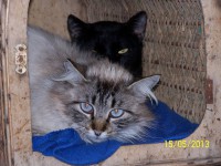 /album/algunos-de-nuestros-gatos-para-apadrinar/covadonga-100-5955-1-jpg/